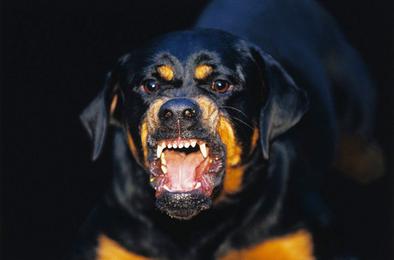 В Коркино обезвредили агрессивную собаку