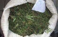 Житель Коркино хранил дома килограмм марихуаны