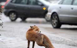 На территории Коркино могут появиться лисы