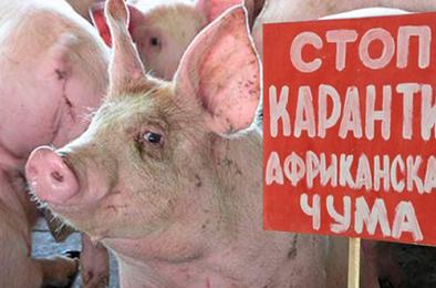 В Челябинской области – вспышка африканской чумы свиней