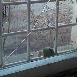 В Коркино хулиганы ночью разбили окна в управляющей организации