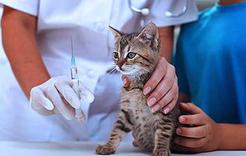 В Коркино пройдёт единый день вакцинации животных