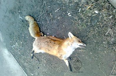 Обнаруженная вблизи Коркино лиса оказалась заражена бешенством, надо прививаться