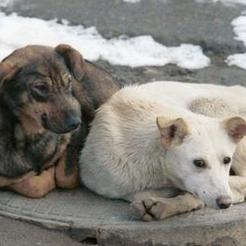 В Коркинском районе продолжается отлов бездомных животных 