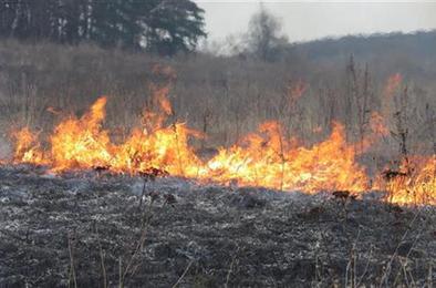 Жителей Коркино за сжигание травы и мусора накажут штрафом 