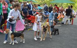 В Коркино пройдёт региональная выставка собак