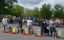 В Коркино состоялась региональная выставка собак