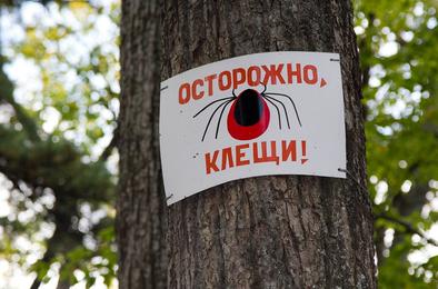 В Коркинском районе клещи покусали почти 150 человек