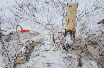 Эксперты ОНФ обратились в прокуратуру Челябинской области по факту вырубки зеленых насаждений в охранной зоне