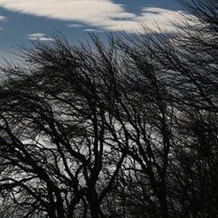 МЧС предупреждает южноуральцев о сильном ветре